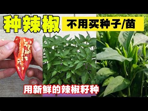 種辣椒風水|如何按照風水來擺設辣椒？（特徵、方位、共同擺設的植物）